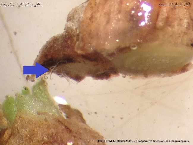 نماتد ساقه یونجه یا نماتد ساقه و پیاز  (Bulb and stem )